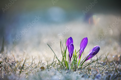 Crocus Flowers with Hoar Frost photo