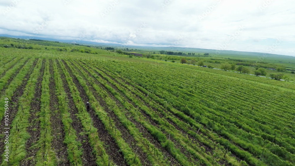 Panoramic aerial view of landscape of Vineyards in the Kakheti region, Georgia Panoramic aerial view of landscape of Vineyards in the Kakheti region, Georgia