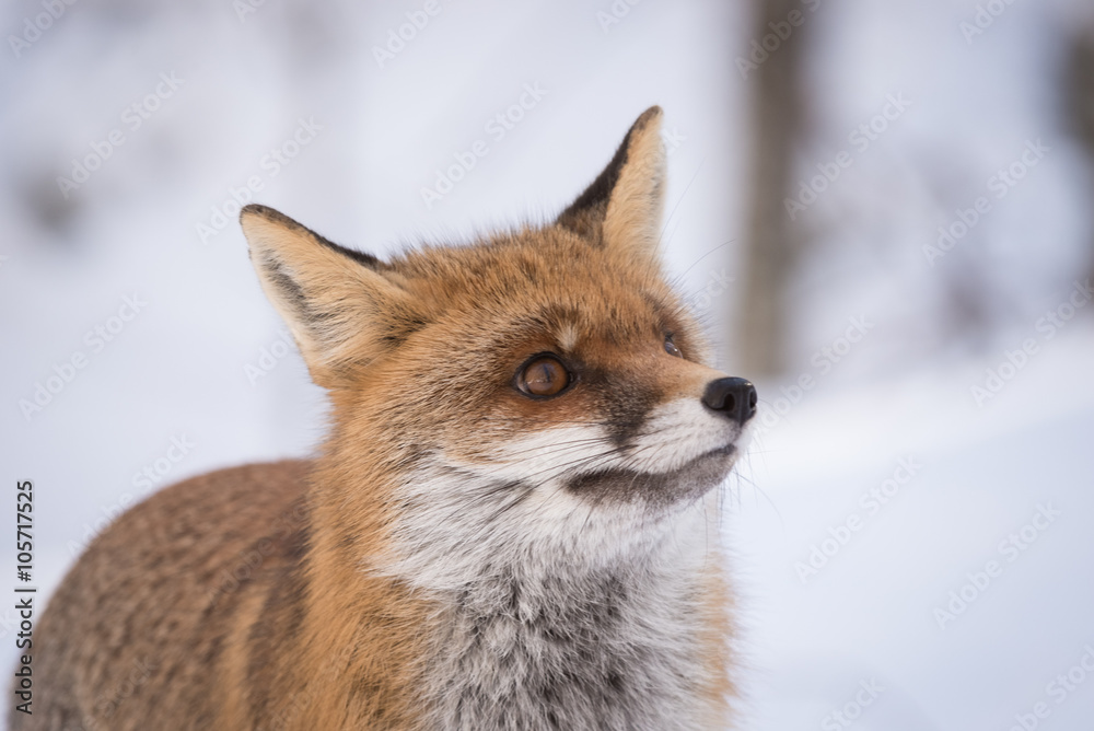 Obraz premium fox and snow - eye