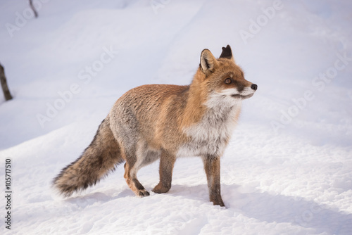 fox and snow - walking © stocktributor