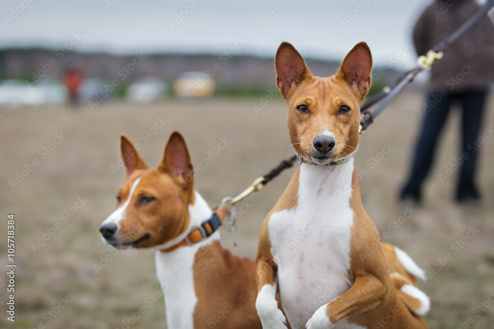 Two dogs basenji on a leash dogs. Portrait