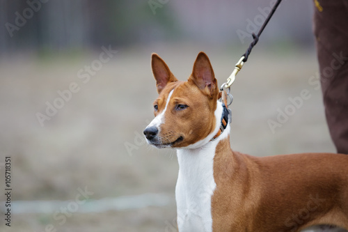 Fototapeta Naklejka Na Ścianę i Meble -  Basenji dog on a leash. Portrait
