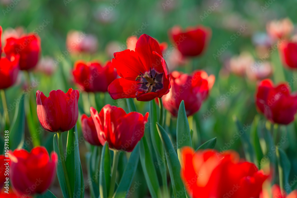Obraz premium Beautiful tulips field in garden