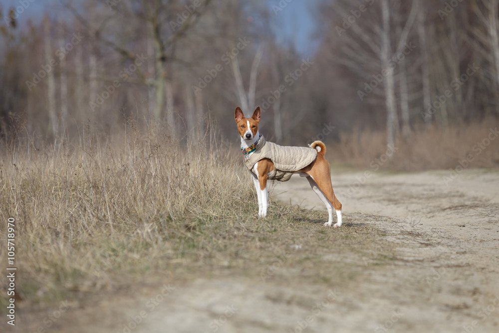 Basenji dog walking in the park. Spring day Basenji dog walking in the park. Spring day