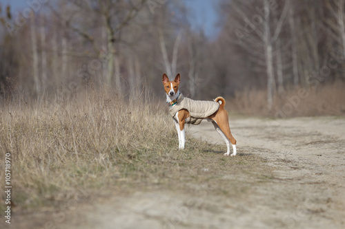 Fototapeta Naklejka Na Ścianę i Meble -  Basenji dog walking in the park. Spring day