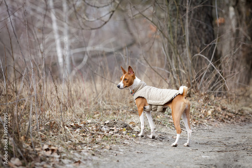 Fototapeta Naklejka Na Ścianę i Meble -  Basenji dog walking in the park. Spring day