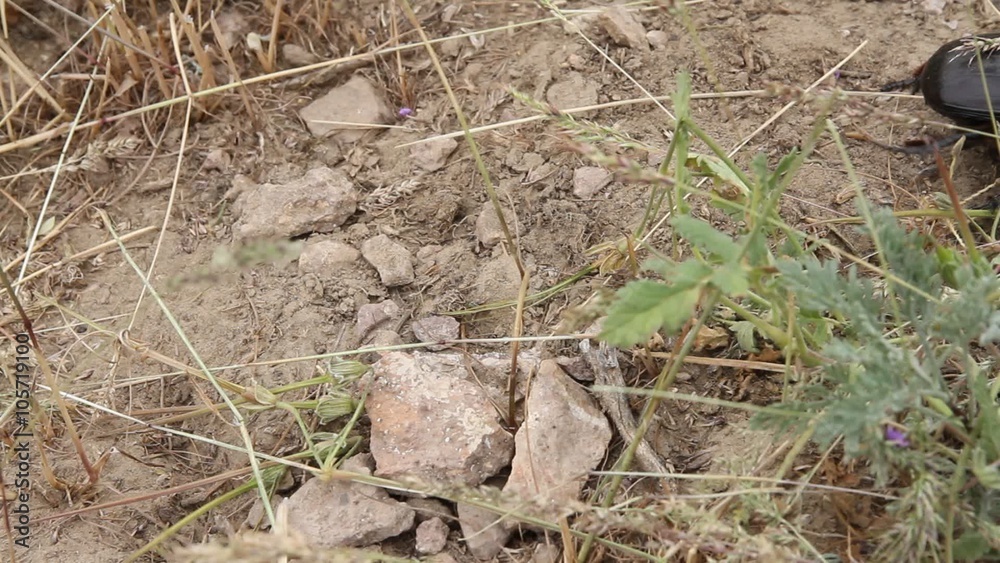 Geotrupidae, the beetle swarm in the earth Geotrupidae, the beetle swarm in the earth