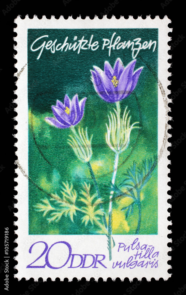 Stamp printed in GDR shows Pulsatilla vulgaris, series Protected Plants, circa 1970. Stamp printed in GDR shows Pulsatilla vulgaris, series Protected Plants, circa 1970.