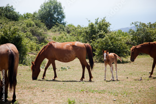 large and small horses grazing in field 