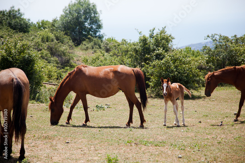 Fotografija large and small horses grazing in field