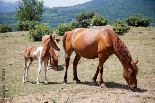 large and small horses grazing in field 