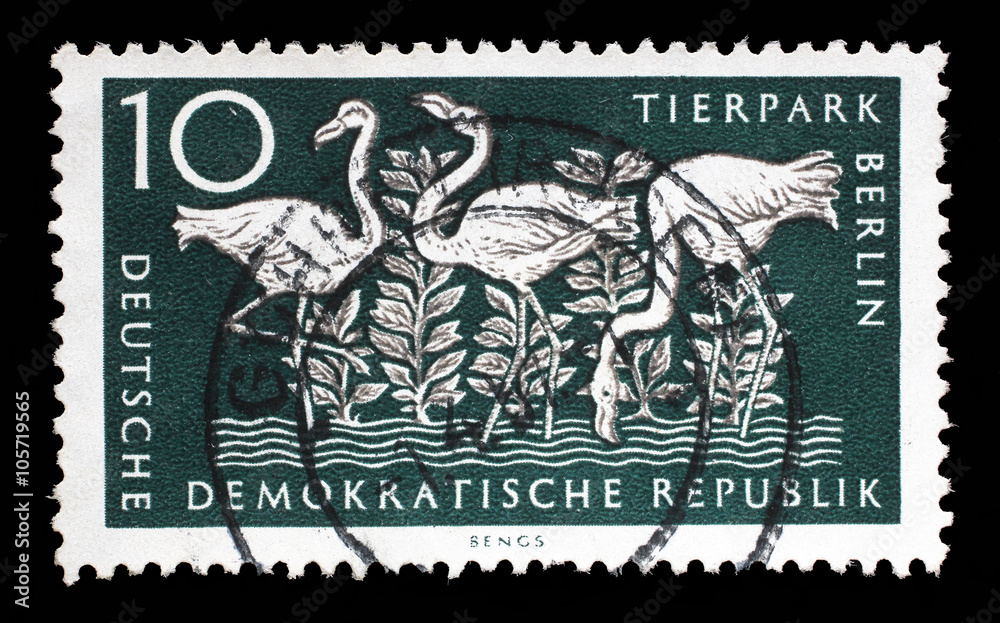 Stamp printed in GDR shows Greater Flamingo, Berlin, German Zoological Garden, circa 1956