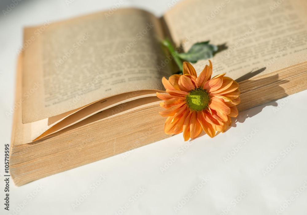 Stara książka i kwiat. - obrazy, fototapety, plakaty 