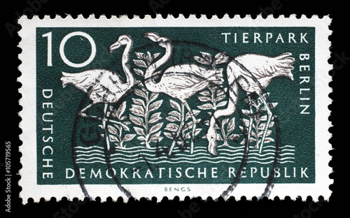 Stamp printed in GDR shows Greater Flamingo, Berlin, German Zoological Garden, circa 1956