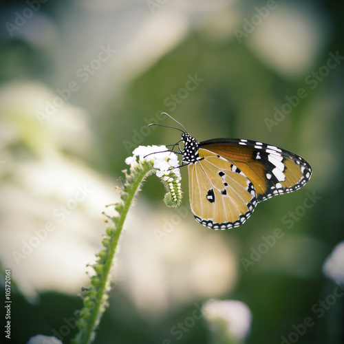 Monarch butterfly seeking nectar on a flower