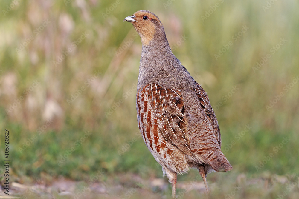 Grey partridge stands in the middle of the road Grey partridge stands in the middle of the road