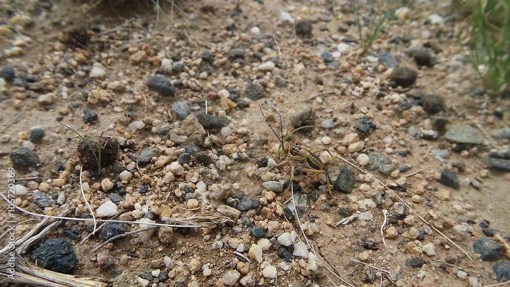 Mongolian desert insects close up among the blades of grass and stones Mongolian desert insects close up among the blades of grass and stones