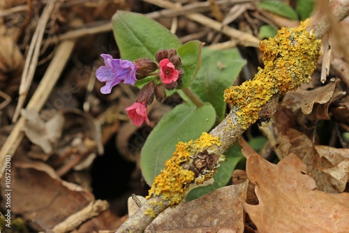 Dunkles Lungenkraut (Pulmonaria obscura) photo