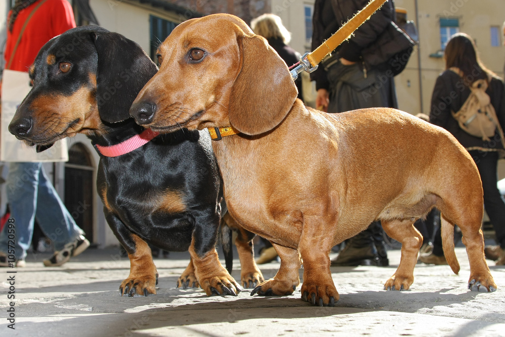 Fotografie brown and black dachshunds
