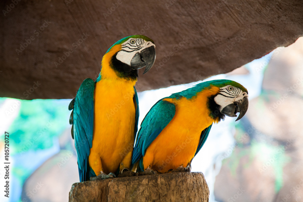 Two cute parrot Ara on tree