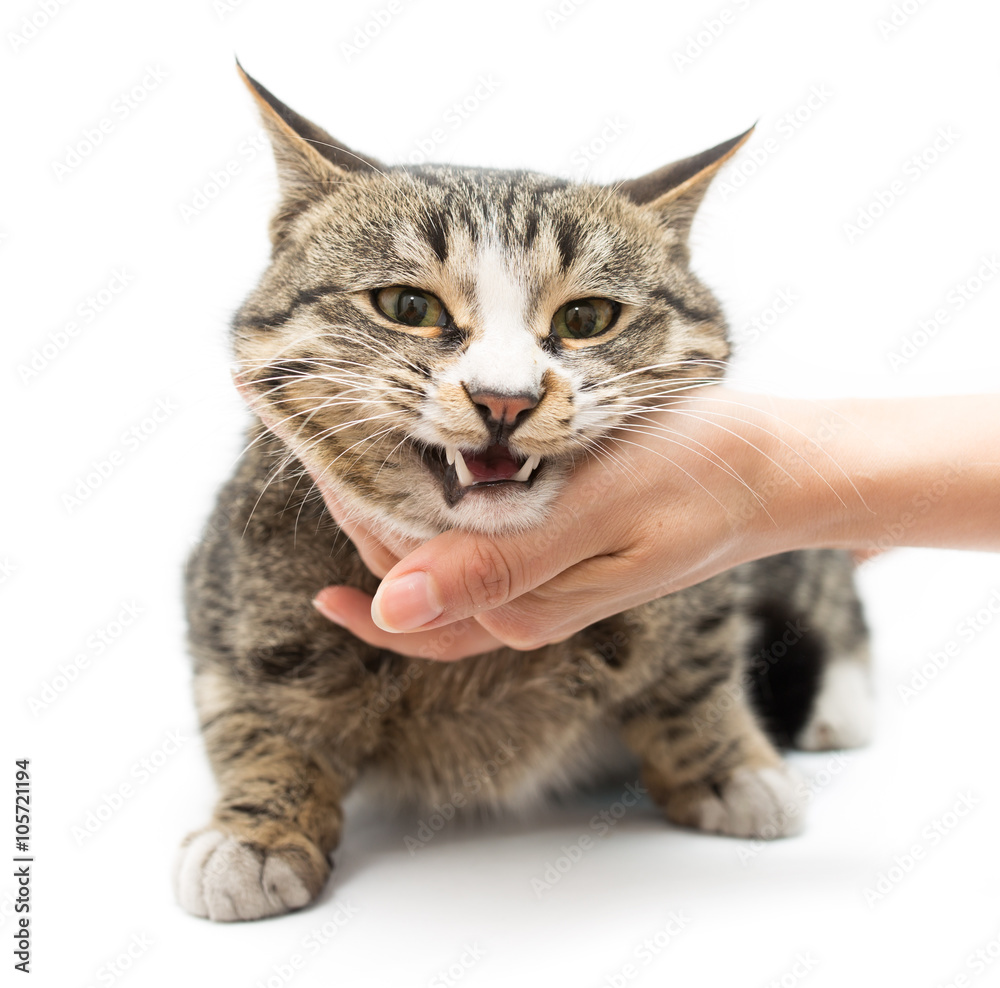 Obraz premium cat in hands on a white background