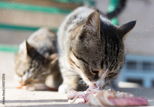 cat eats meat on nature photo