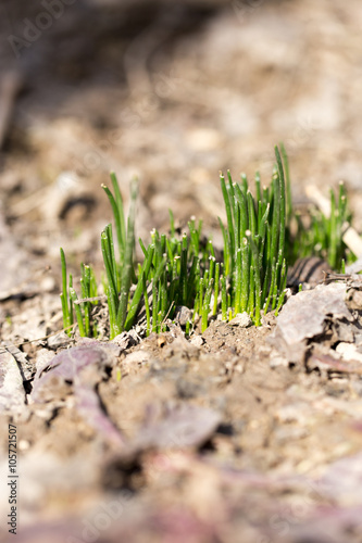 young grass in the ground outdoors