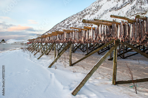 Producing stockfish from cod