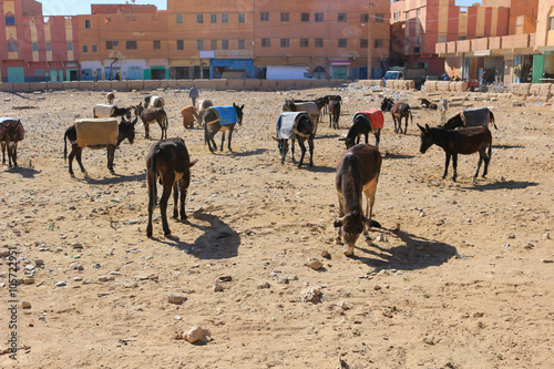 Donkeys in Rissani, Morocco