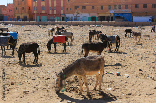 Donkeys in Rissani, Morocco