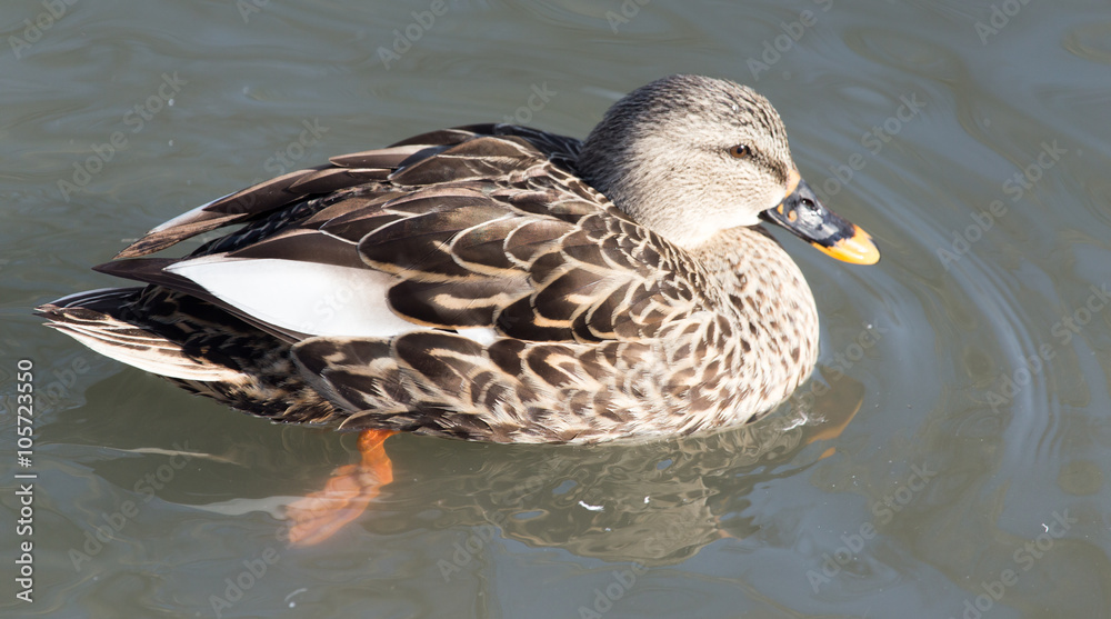 duck in the lake in nature duck in the lake in nature