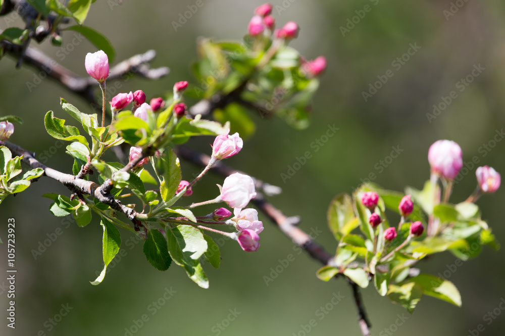 beautiful flowers on the apple tree in nature beautiful flowers on the apple tree in nature