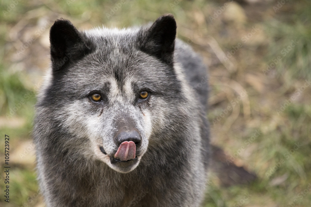 faim de loup faim de loup