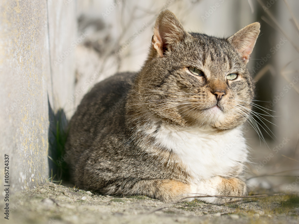 Gray, domestic cat lying outside by the wall. Gray, domestic cat lying outside by the wall.
