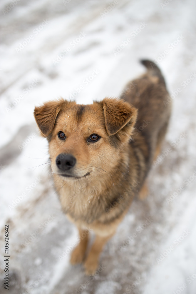 dog portrait outdoors in winter dog portrait outdoors in winter
