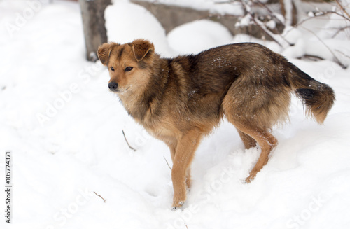 dog portrait outdoors in winter © schankz