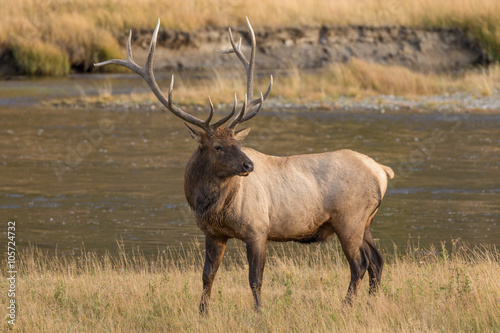 Bull Elk 