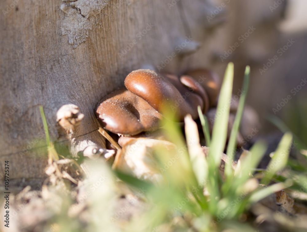 oyster mushrooms on a tree stump in nature oyster mushrooms on a tree stump in nature
