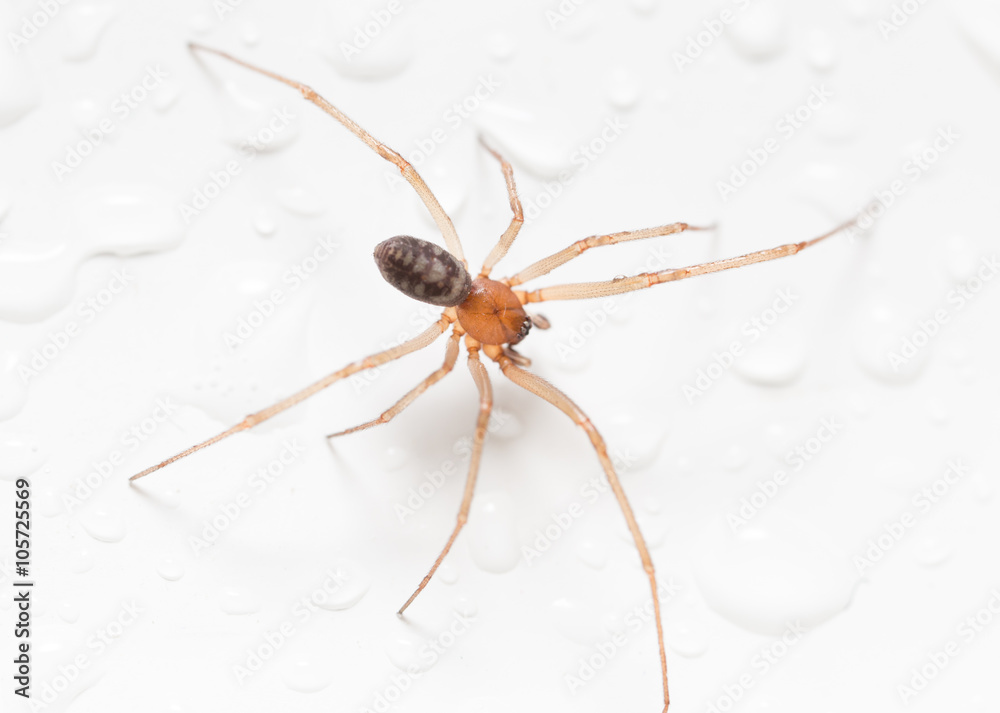 Spider on a white background with water drops Spider on a white background with water drops