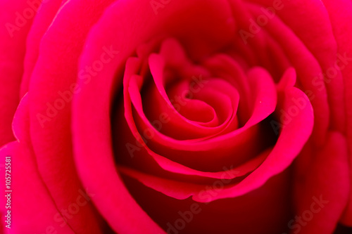 red rose petals as a background. macro