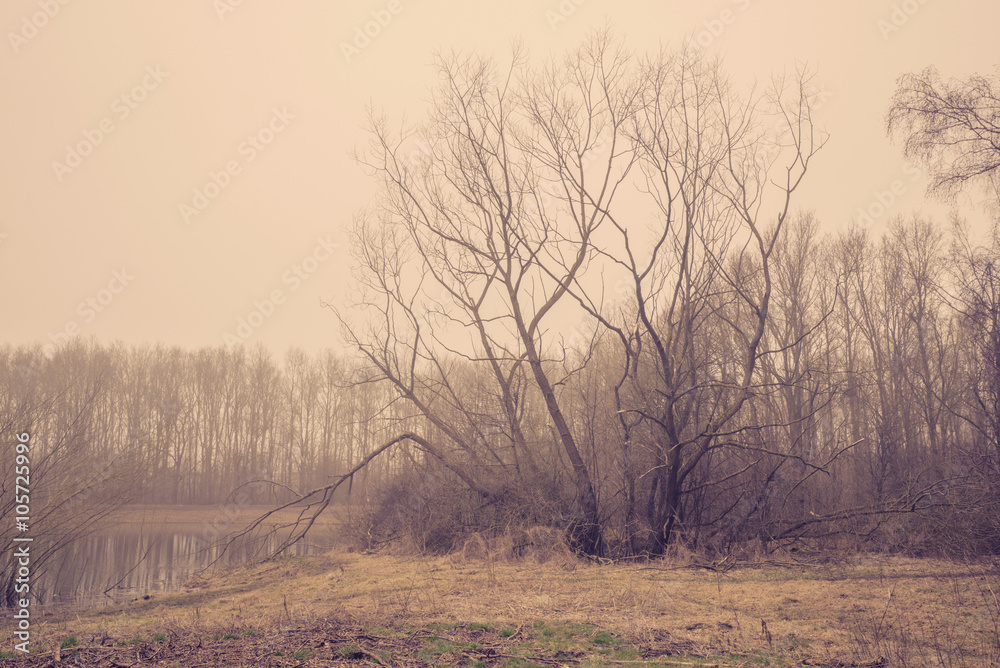Trees without leaves in the mist Trees without leaves in the mist