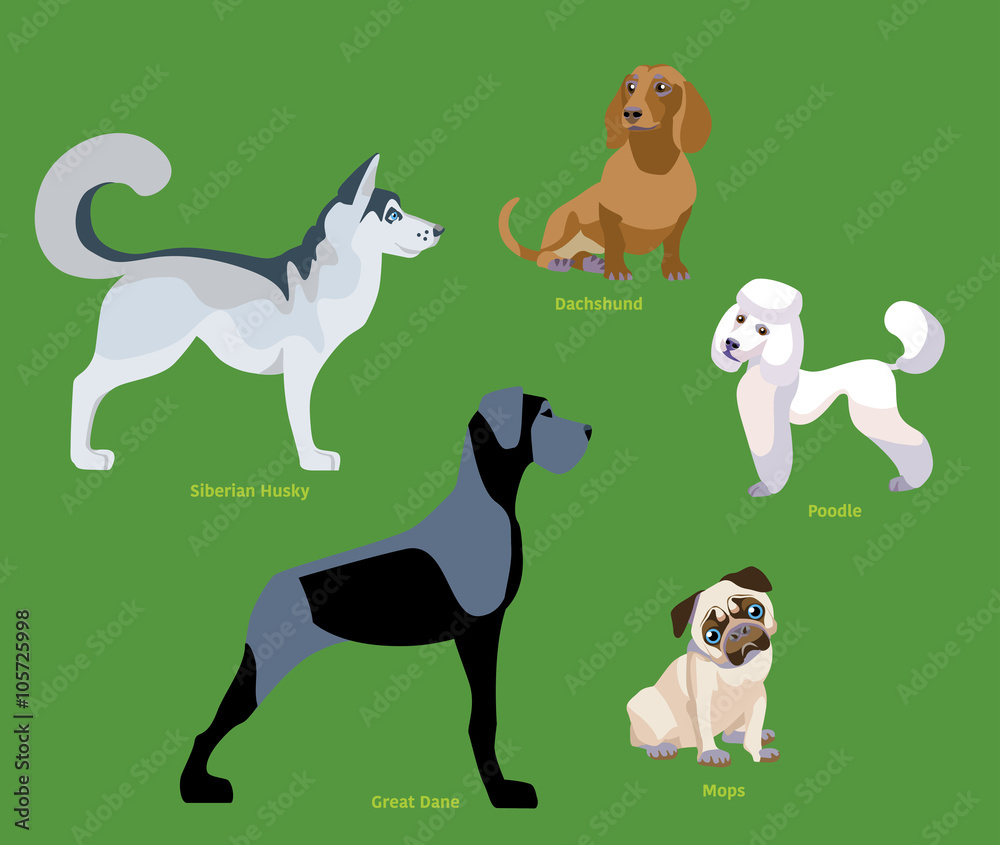 Illustration of dogs breed isolated on white Background