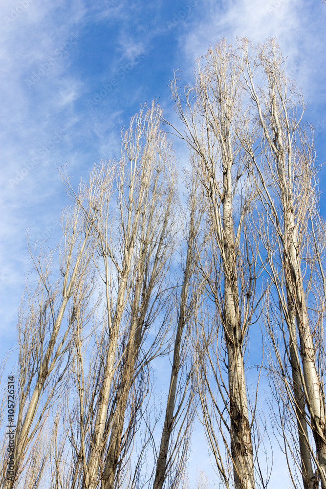 Fototapeta premium bare branches of a poplar against the blue sky