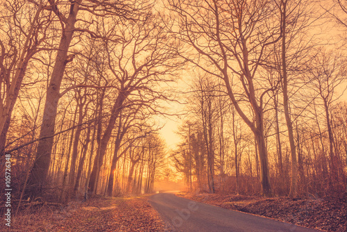 Road in a misty forest at sunrise