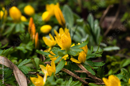Eranthis flowers in the spring