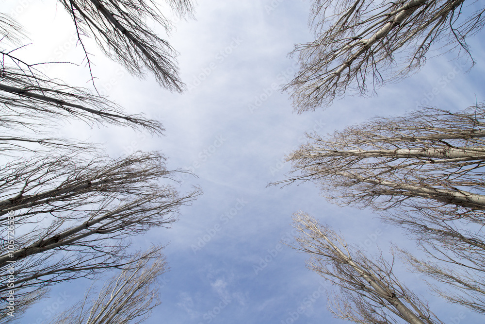 Obraz premium bare branches of a poplar against the blue sky