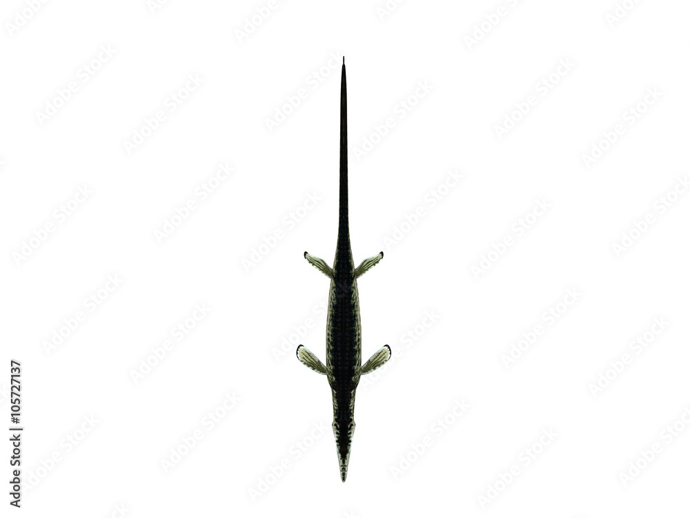 3d render of a crocodile inside a white stage