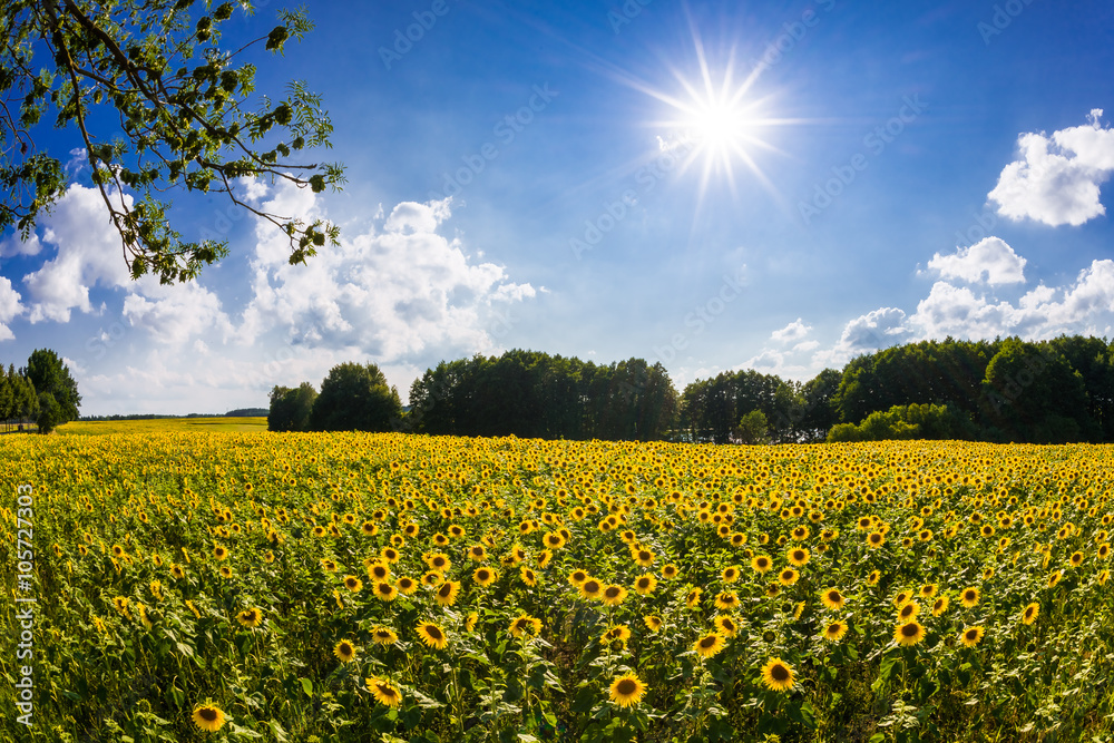 Obraz premium Sonnenblumenfeld im Sommer