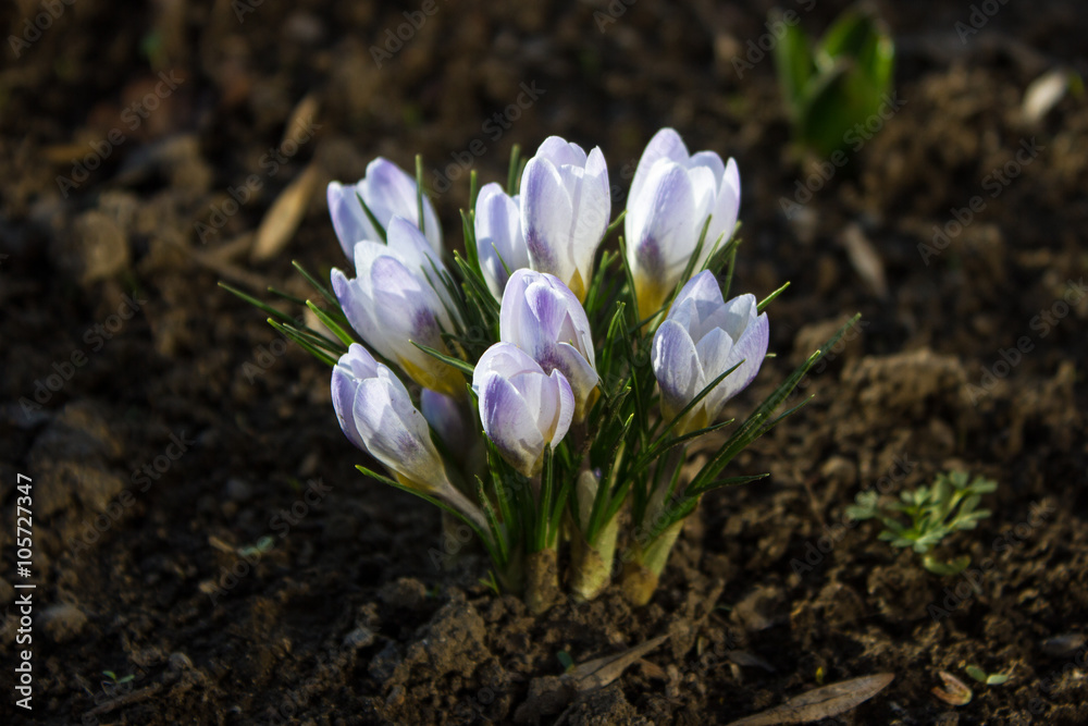 Crocus flowers in the garden early spring Crocus flowers in the garden early spring