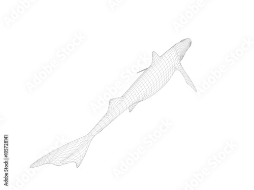 3d wireframe shark